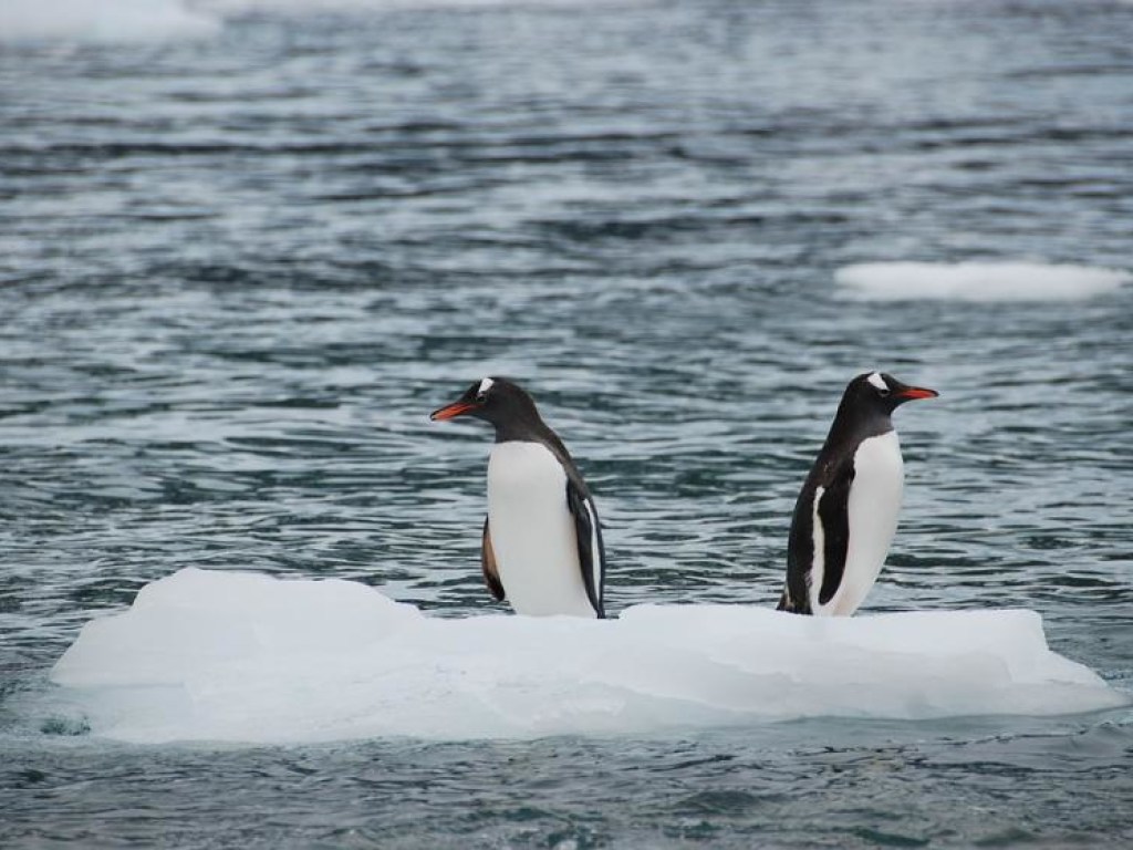 Биологи выяснили, что глобальное потепление улучшило жизнь пингвинов в Антарктиде