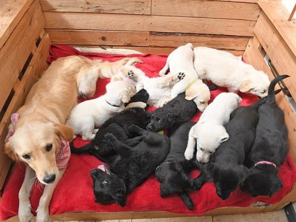 Семейная пара спасла жизнь лабрадору и подарила жизнь 12-ти щенятам (ФОТО)