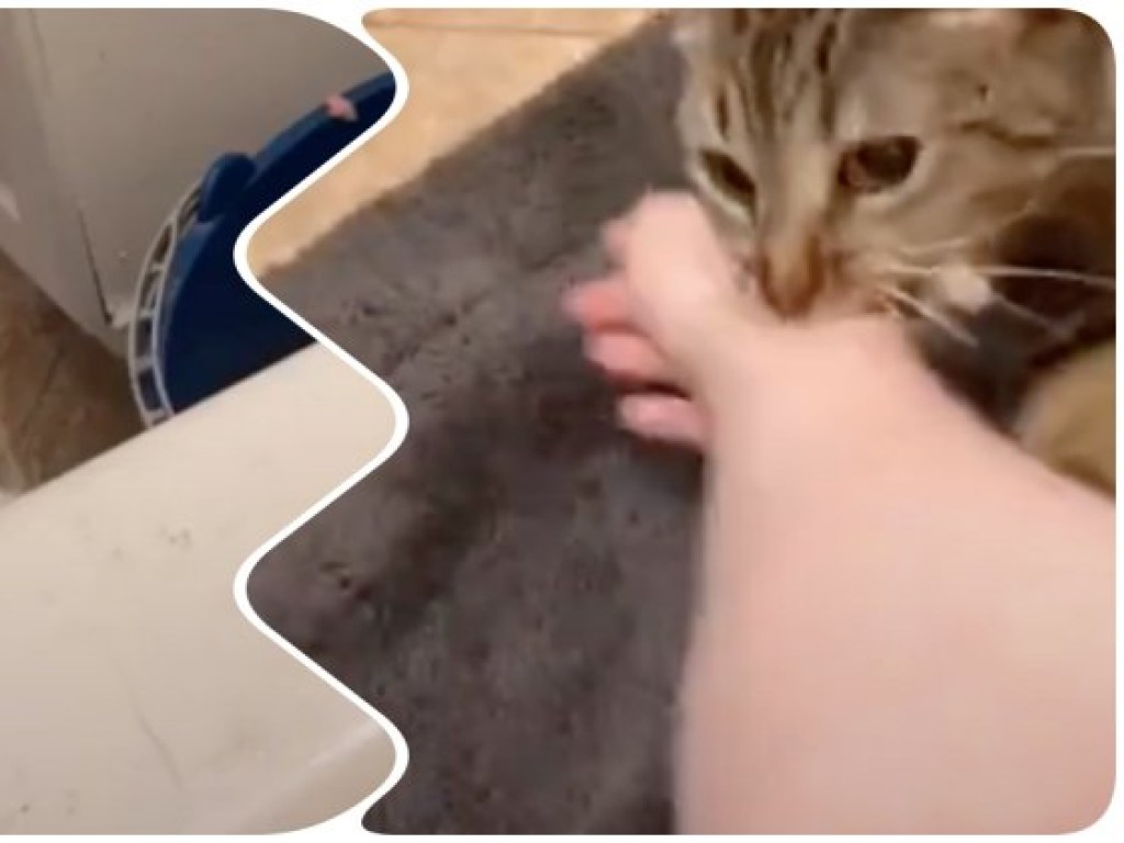 Кошка спасала хозяйку из ванной: думала, что женщина тонет (ФОТО, ВИДЕО)