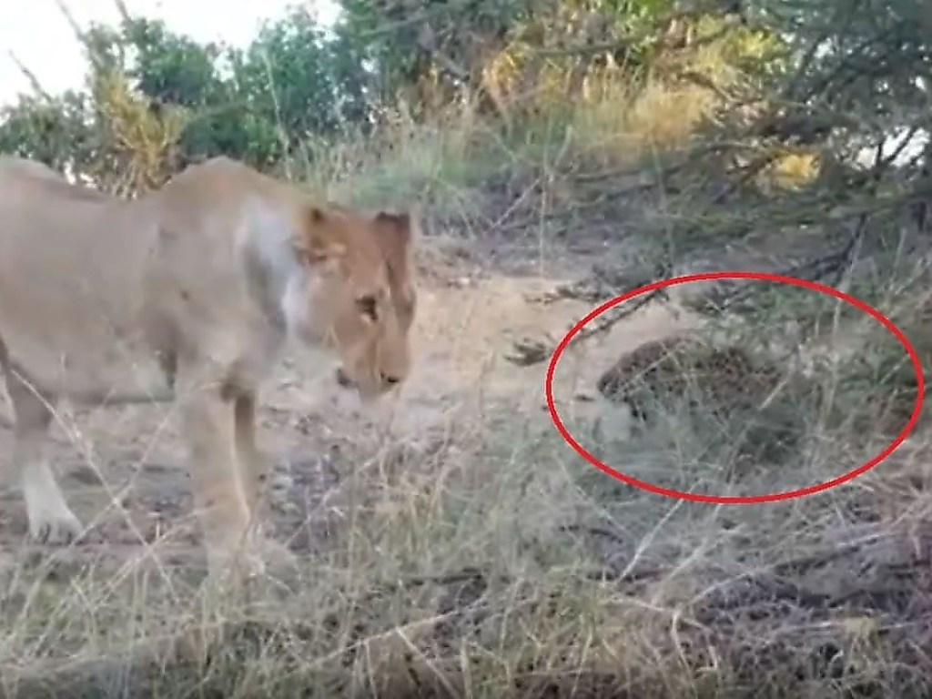 Львица загнала в угол леопарда в индийском заповеднике (ФОТО, ВИДЕО)