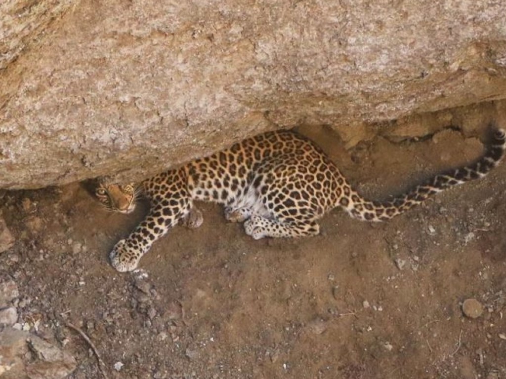 В Индии леопард рухнул в глубокую яму, люди спасли его и отпустили: опубликованы ошеломительные фото и видео