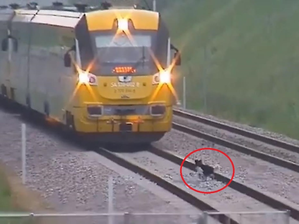 Упрямый пёс тормозил движение поезда (ФОТО, ВИДЕО)
