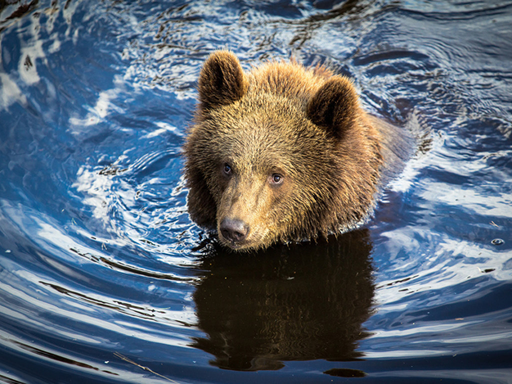 В США на реке люди освободили медведя, застрявшего в банке (ВИДЕО)
