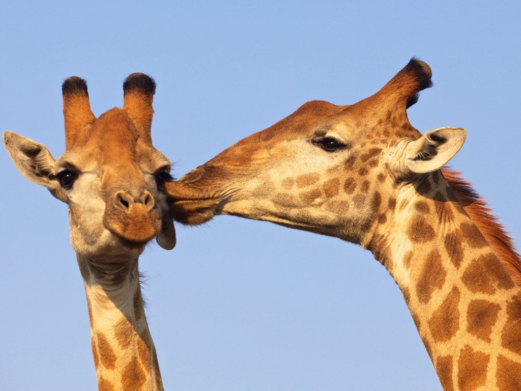 Колоритную драку двух жирафов запечатлели очевидцы (ВИДЕО)