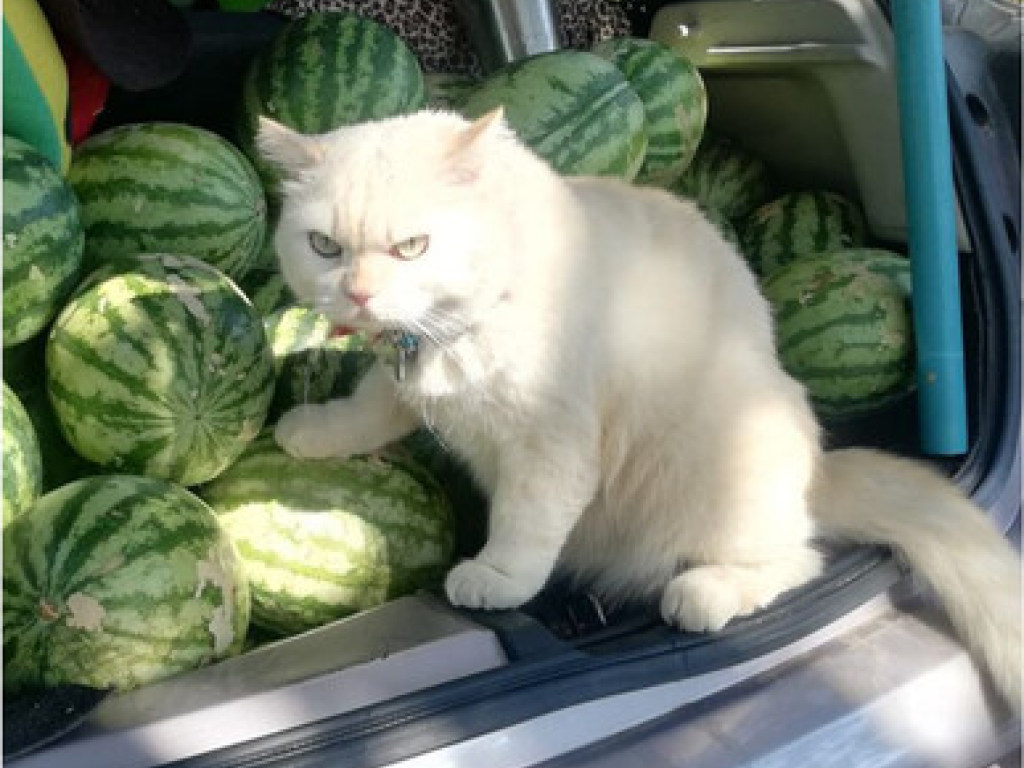 «Самая суровая охрана»: кот следил за арбузами на рынке, чтобы не украли (ФОТО)