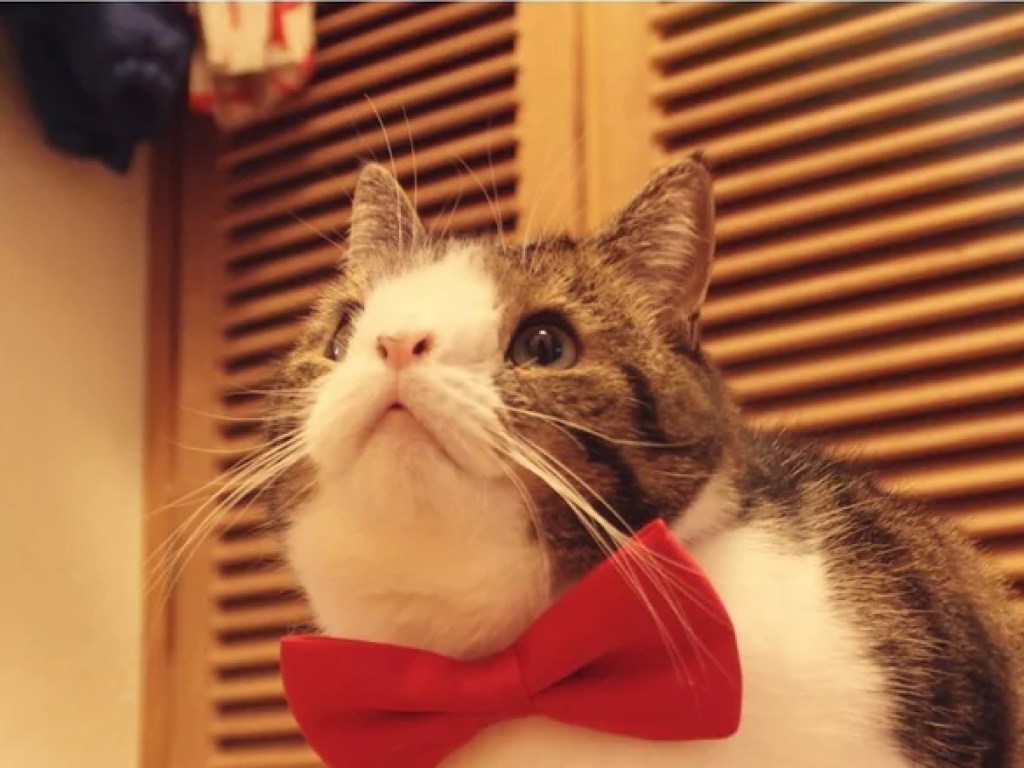 Кот со смешной приплюснутой мордочкой стал звездой интернета (ФОТО)
