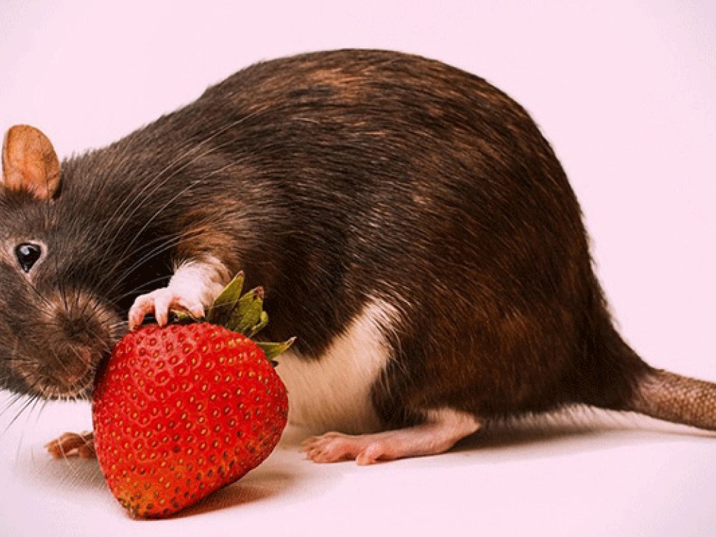 Врачи: заказывая доставку фруктов-овощей, можно заразиться инфекцией от крыс