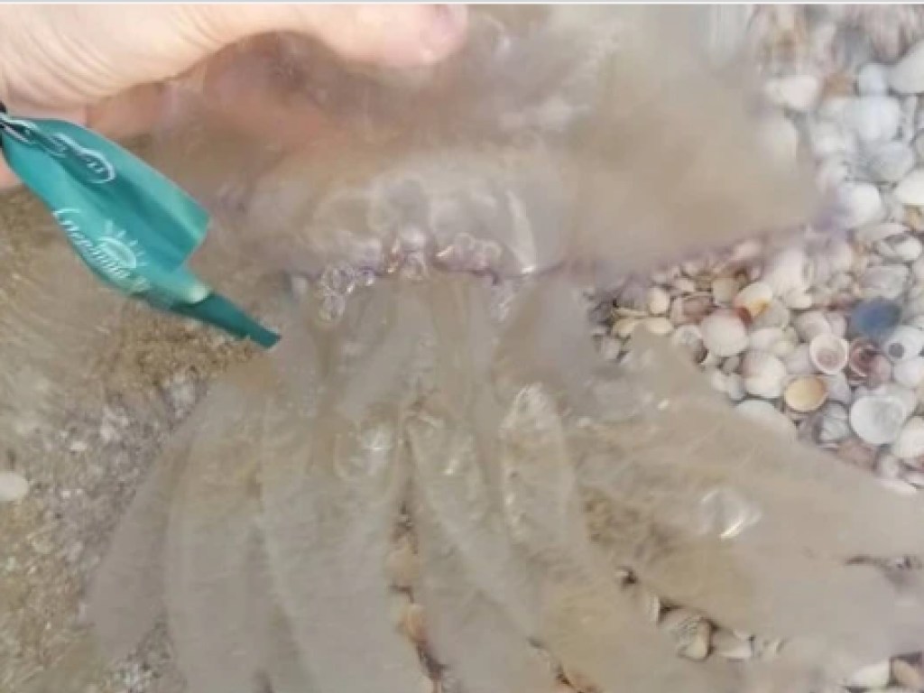 Курорты Азовского моря захватили медузы (ФОТО, ВИДЕО)