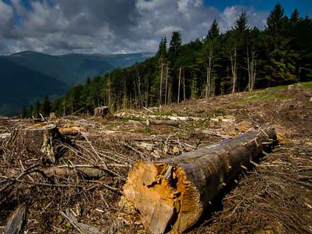 Эколог рассказал, что ожидает население Западной Украины в результате уничтожения леса в Карпатах
