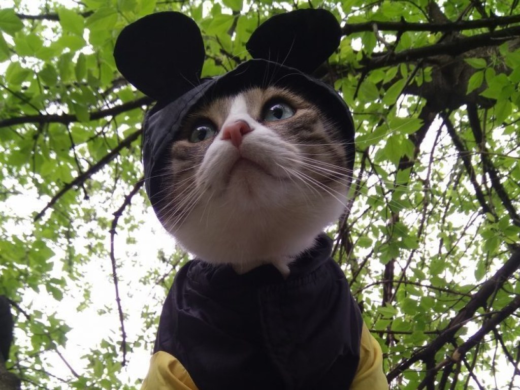 Необычный кот любит гулять на поводке и наряжаться в костюмы (ФОТО)