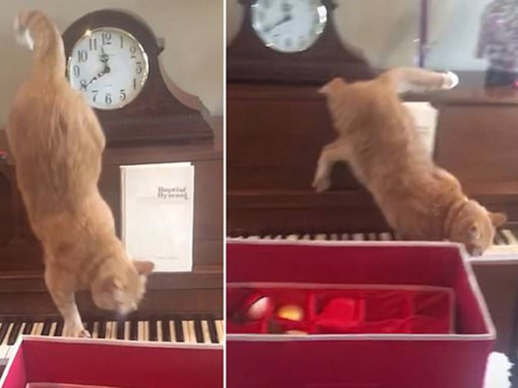 Кошачий вальс: Падение кота на пианино развеселило Сеть (ФОТО, ВИДЕО)