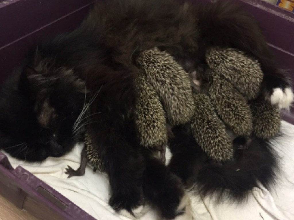 Кошка с тремя котятами усыновила осиротевших ежат (ФОТО)