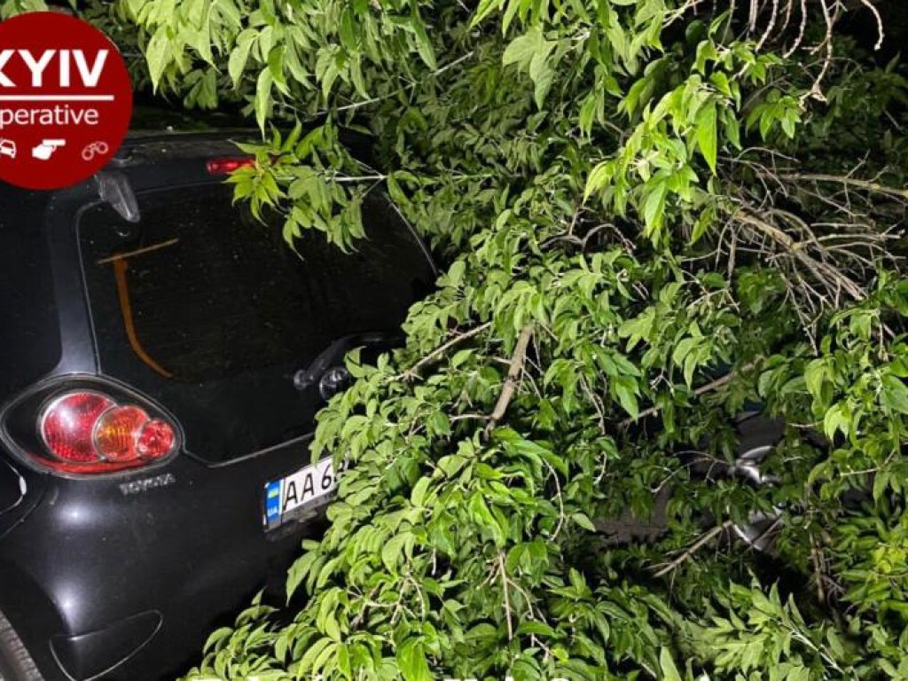 Рухнувшее дерево придавило автомобиль на Куреневке (ФОТО)
