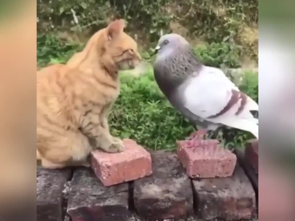 Сражение агрессивного голубя и рыжего кота рассмешило Сеть (ФОТО, ВИДЕО)