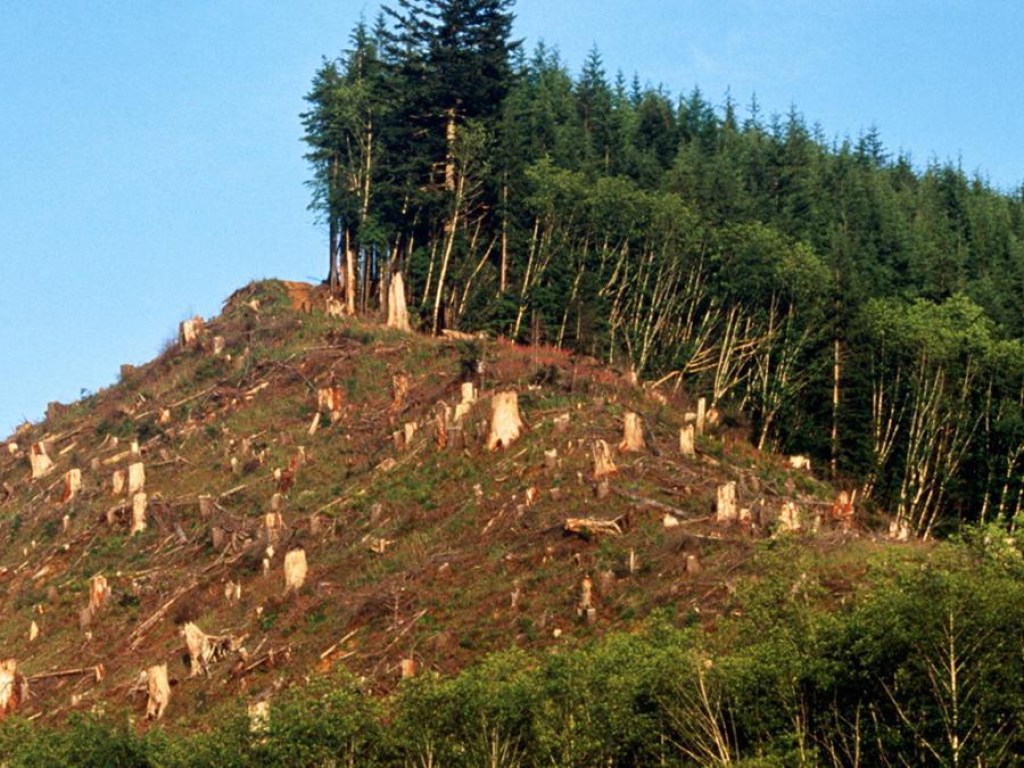 Убытки более 3 миллионов гривен: в Закарпатской области будут судить чиновников за незаконную вырубку леса