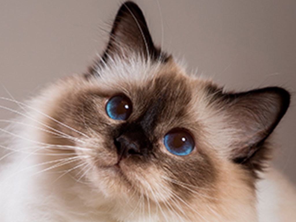 «Добиться любви непросто»: кошка сама выберет себе хозяина &#8212; ученые