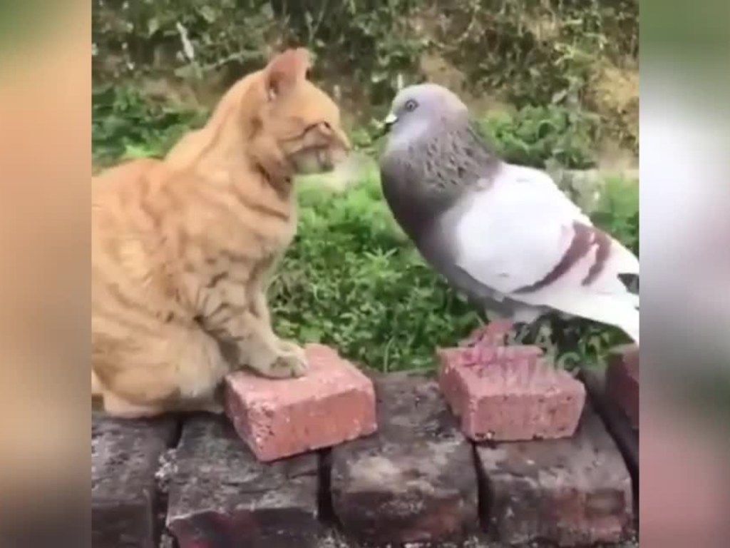 «Они выглядят, как друганы»: в Сети развеселились от просмотра видео схватки голубя и кота