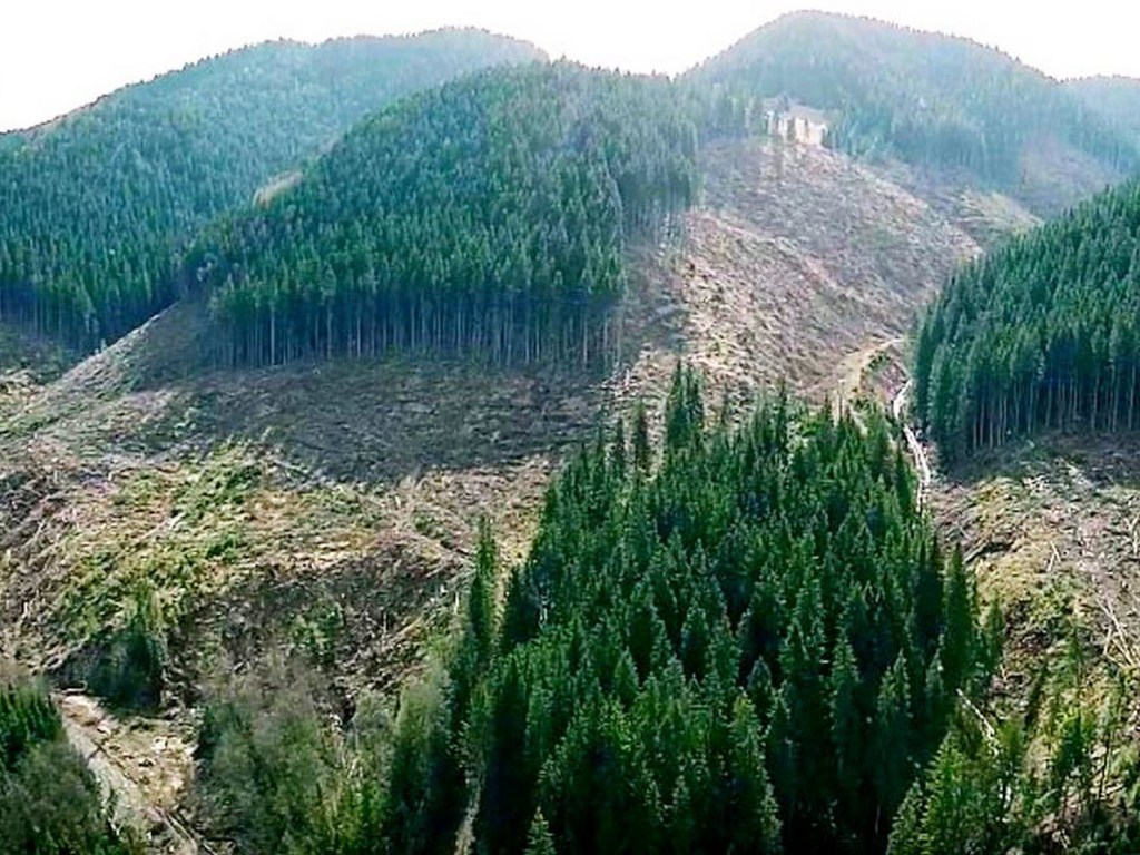 В Карпатах вырубают леса в 10 раз больше, чем в Европе – эколог