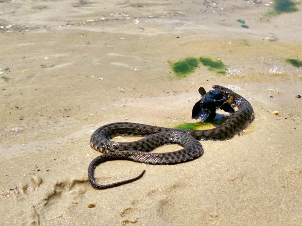 В Сети появились впечатляющие снимки охоты змеи на рыбу