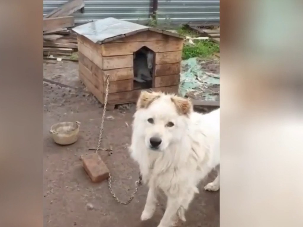 Гостеприимный пес поселил у себя в будке двух «квартирантов» (ФОТО, ВИДЕО)