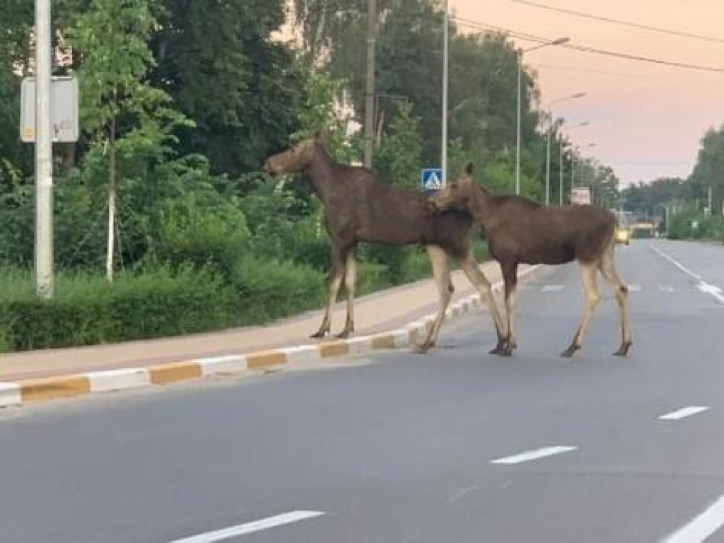 В пригороде Киева заметили гуляющую лосиху с детенышем (ФОТО)