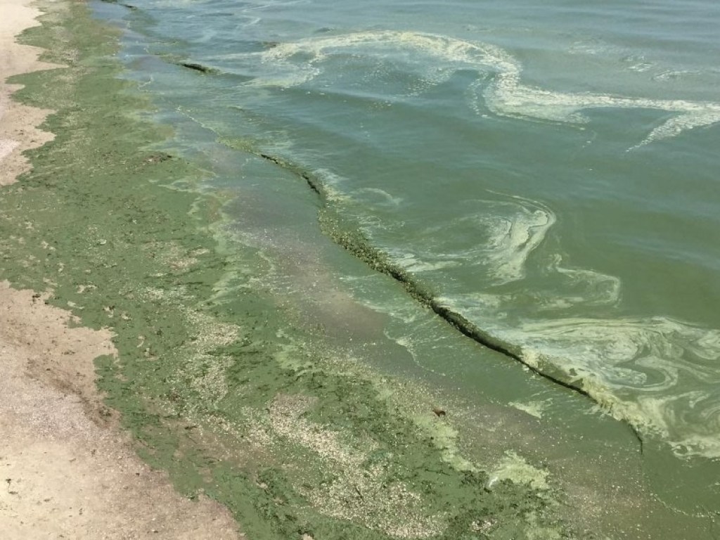 Экологи сообщили, сколько нужно будет терпеть «зеленое море» в Одессе (ВИДЕО)