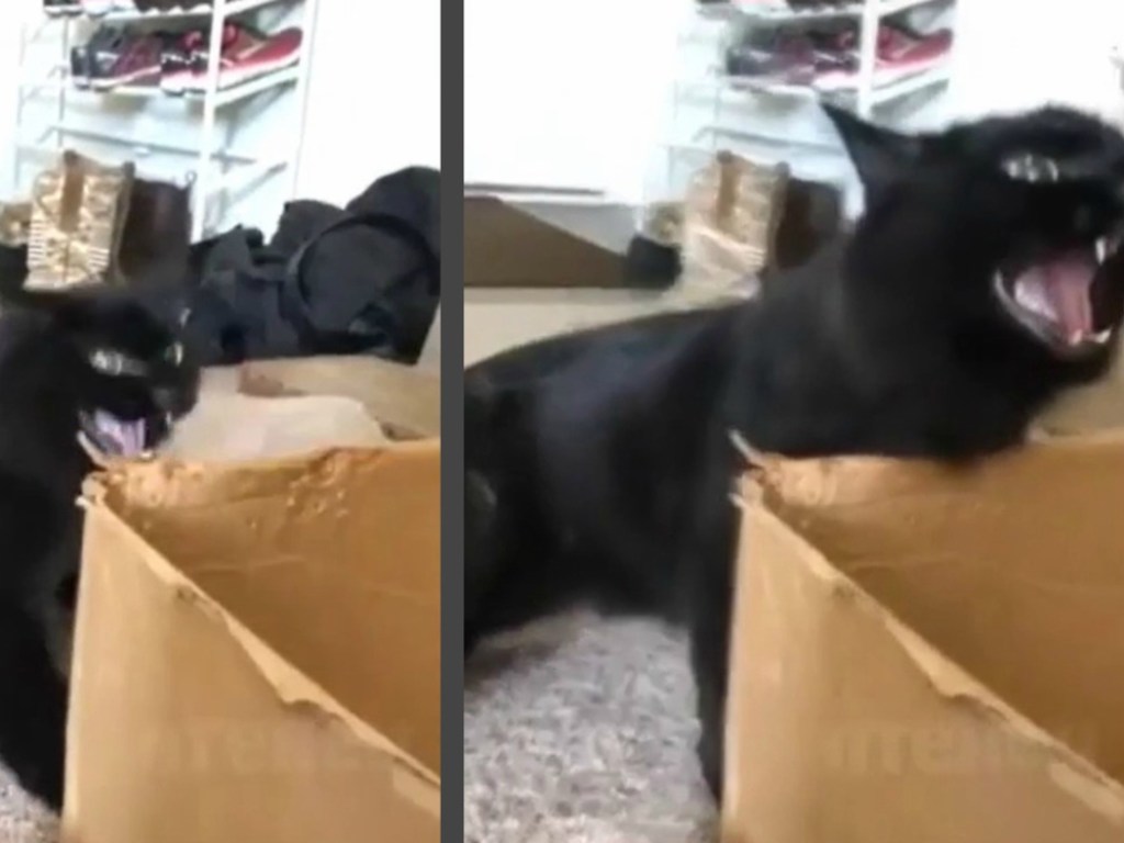 Агрессивный кот устроил истерику из-за пустой коробки (ФОТО, ВИДЕО)