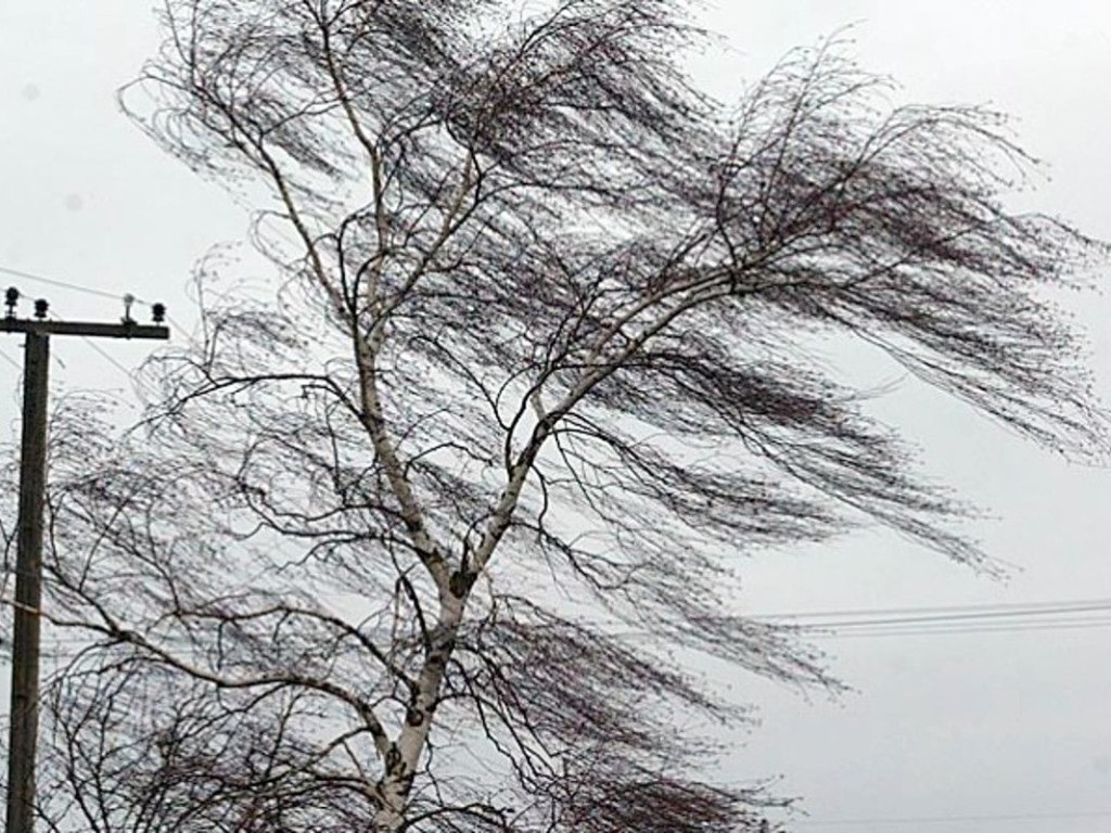 Во Львовской области ураган повалил дерево на международную трассу Киев-Чоп: движение заблокировано (ВИДЕО)