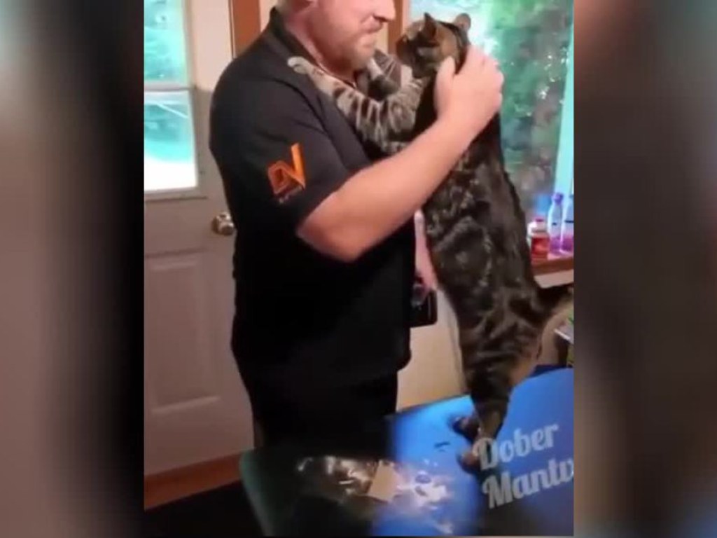 «Просится на ручки»: Кошка встречает хозяина с работы &#8212; опубликовано трогательное видео