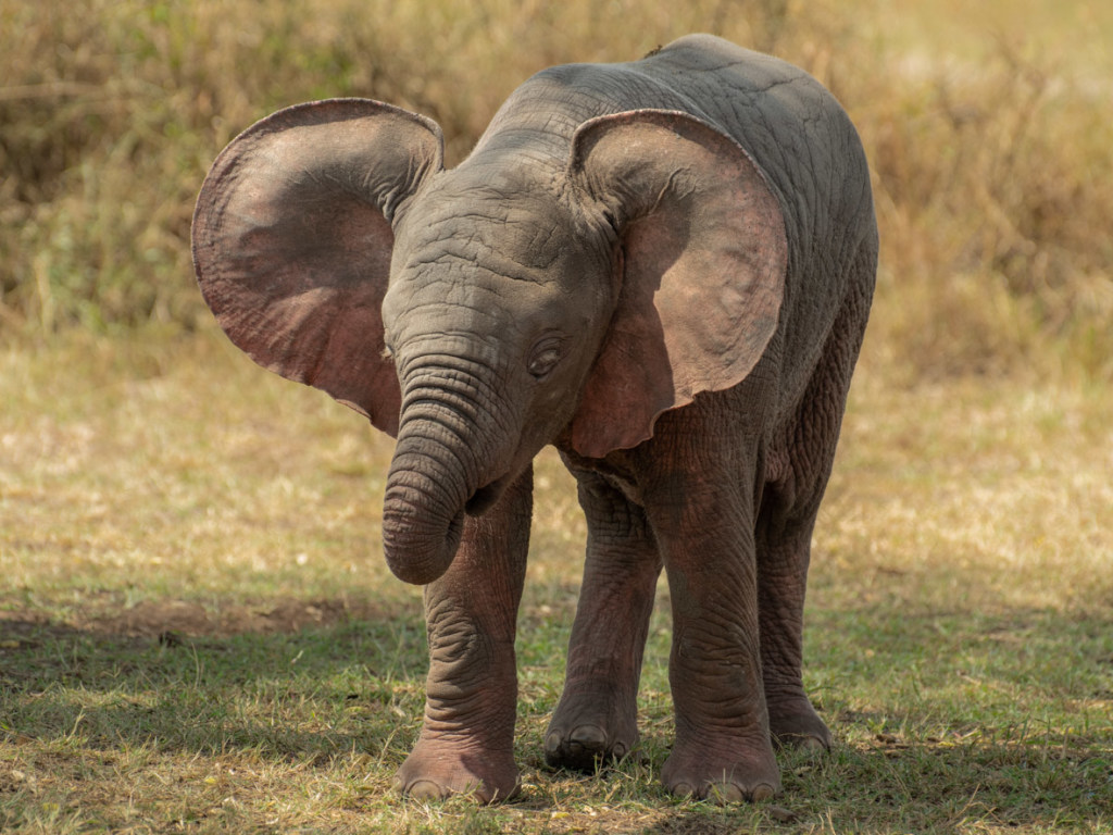 «Не мыши»: ученые выяснили чего слоны боятся больше всего