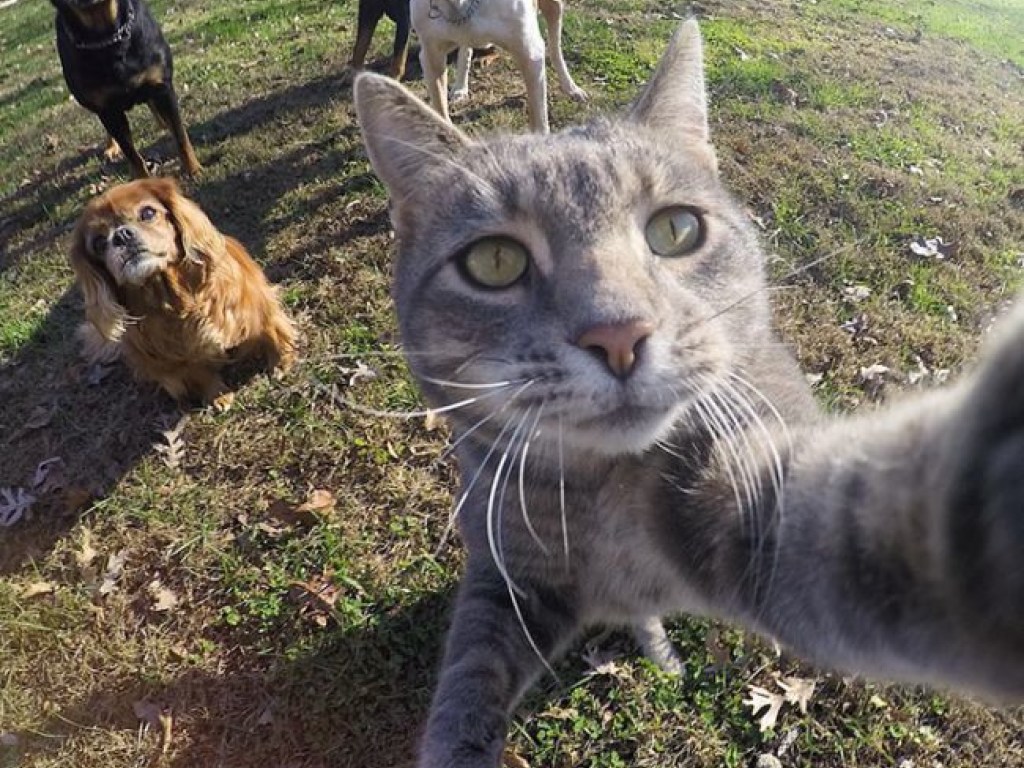 Стал звездой Сети: кот случайно заснял собственное селфи (ФОТО)