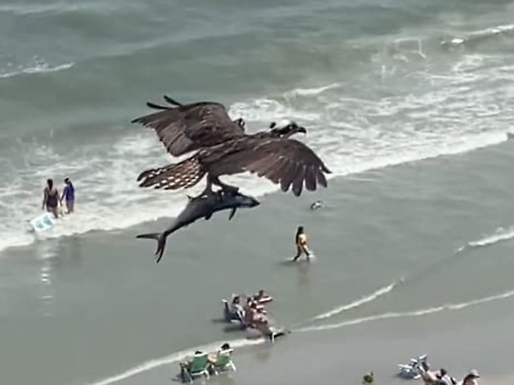 «Рыбалка удалась»: огромная птица пролетела над пляжем, сжимая в когтях необычную добычу (ФОТО, ВИДЕО)
