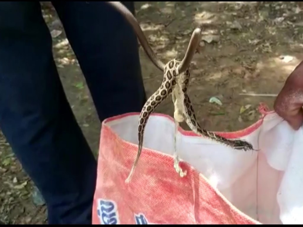 Ядовитая змея родила 35 змеёнышей в ванне (ФОТО)