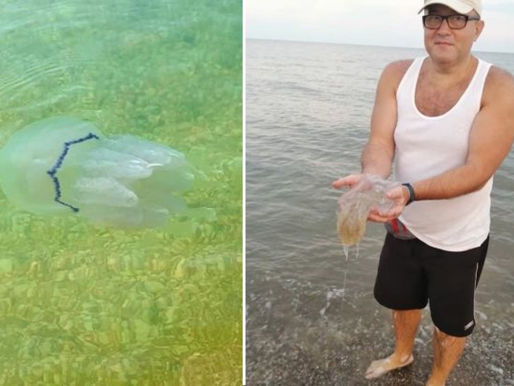 В Азовском море появились агрессивные медузы: что о них известно (ФОТО)