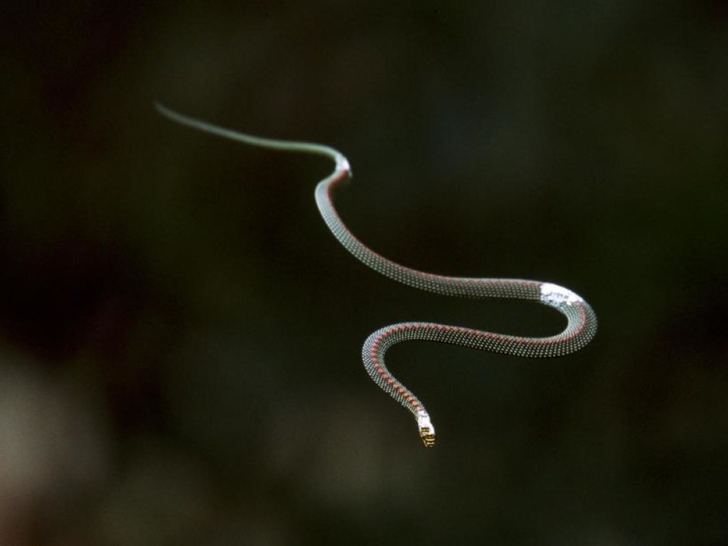 Ученые показали летающих древесных змей: ошеломительные фото и видео