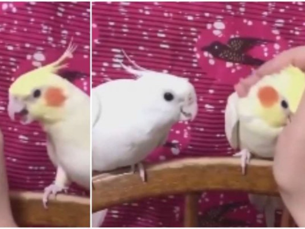 Ревновал: попугай клевал хозяина, когда тот обратил внимание на другую птицу (ФОТО, ВИДЕО)
