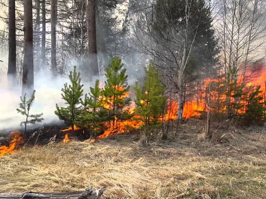 Горела хвоя: в Херсонской области из-за молнии произошел пожар в лесу