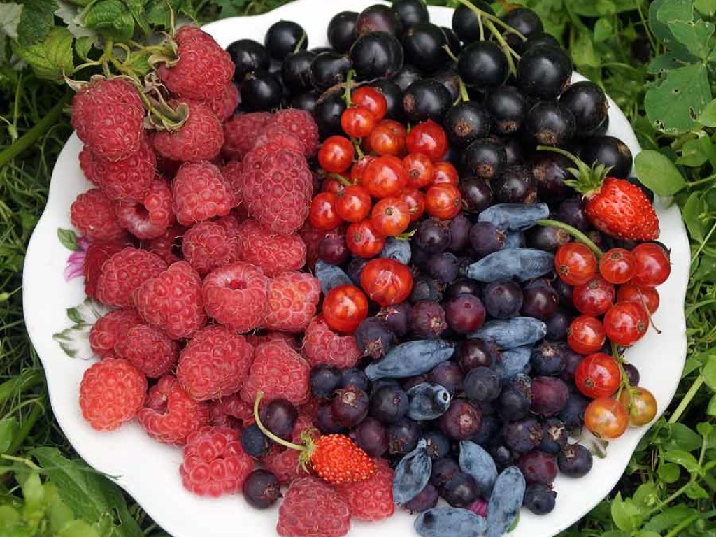 Диетолог рассказала, какие проблемы со здоровьем могут вызвать сезонные ягоды