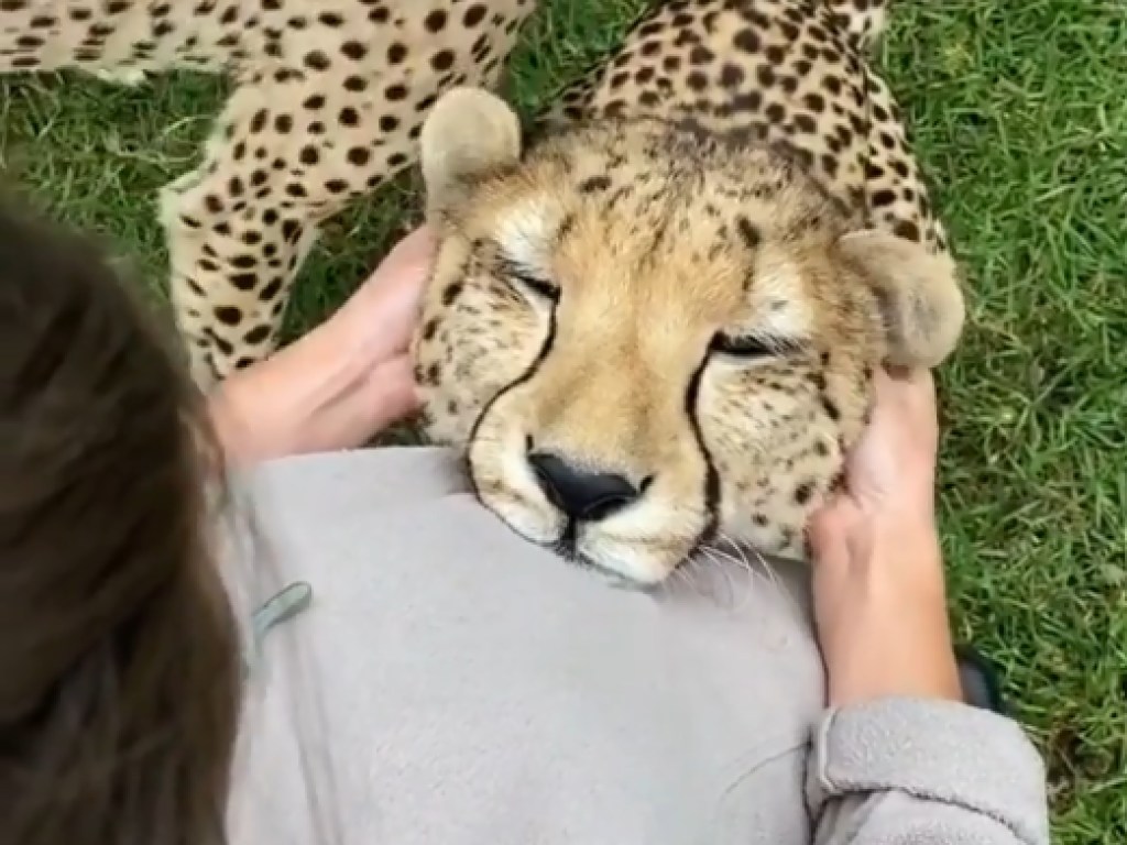 «Самое милое в ленте новостей!»: девушка почесала леопарду ушко, хищник замурчал (ВИДЕО)