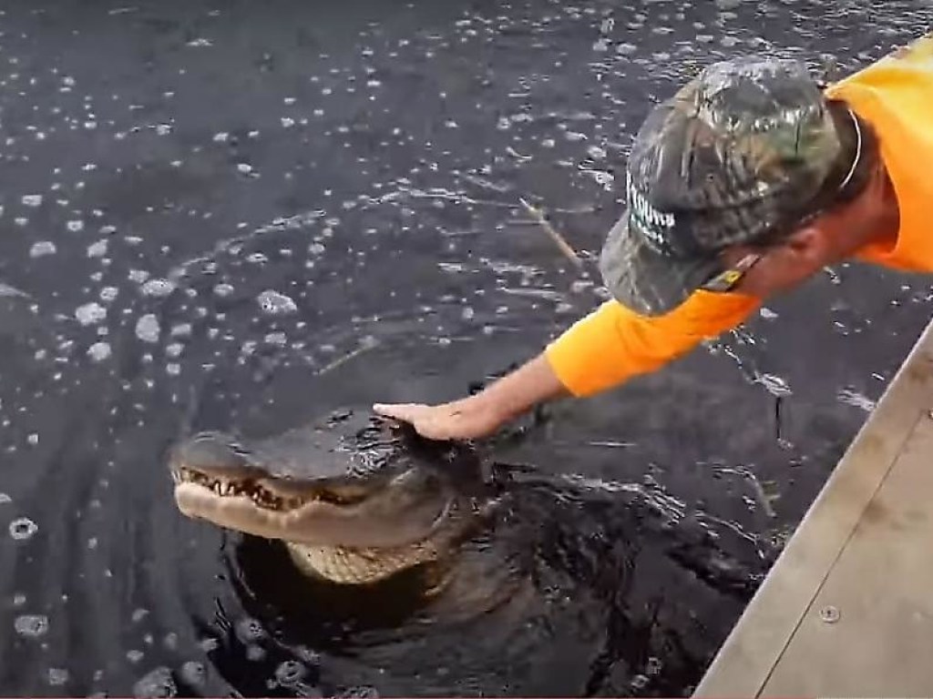 Американский экстремал подружился с самкой крокодила (ФОТО, ВИДЕО)