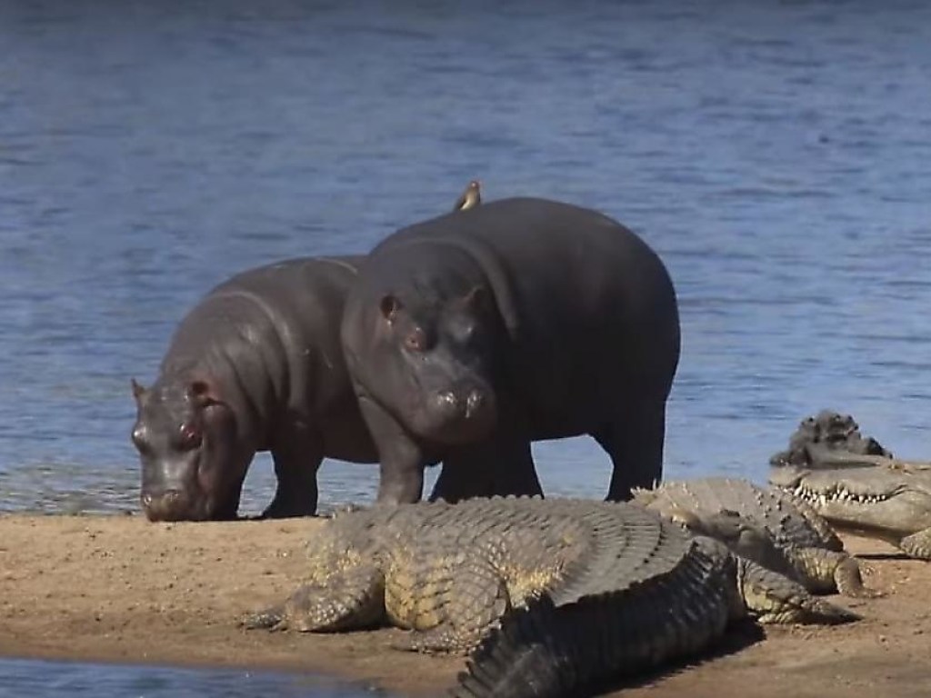 На берегу Нила бесстрашные молодые бегемоты не испугались стаю крокодилов  (ФОТО, ВИДЕО)