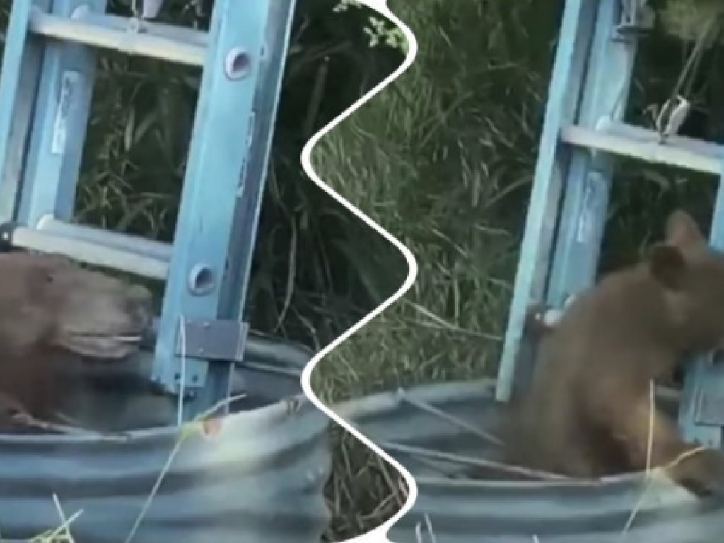 В США маму-медведицу и ее детенышей спасли, вытащив из трубы (ФОТО, ВИДЕО)
