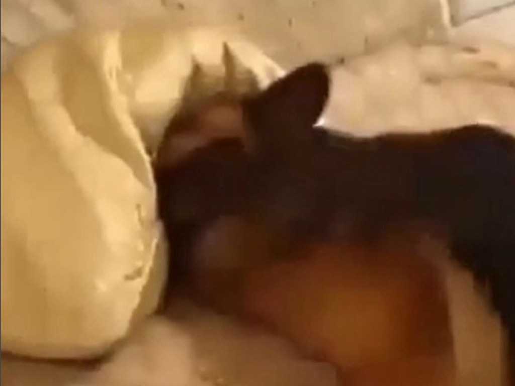 Забавный способ собаки играть в прятки позабавил Сеть (ФОТО, ВИДЕО)