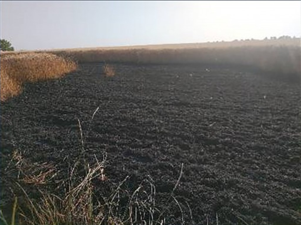 Горевшая «копейка» уничтожил часть посевов пшеницы в Харьковской области (ФОТО)