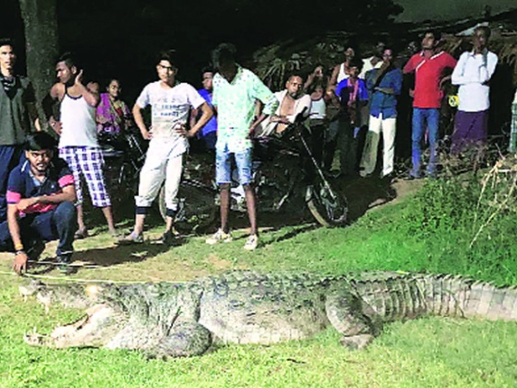 «Съел семь человек»: в индийском штате поймали крокодила-людоеда (ФОТО)