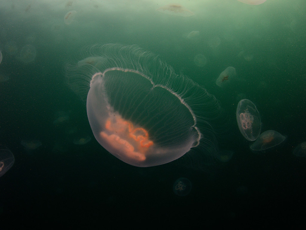 Пляжи Азовского моря заполонили опасные медузы – СМИ