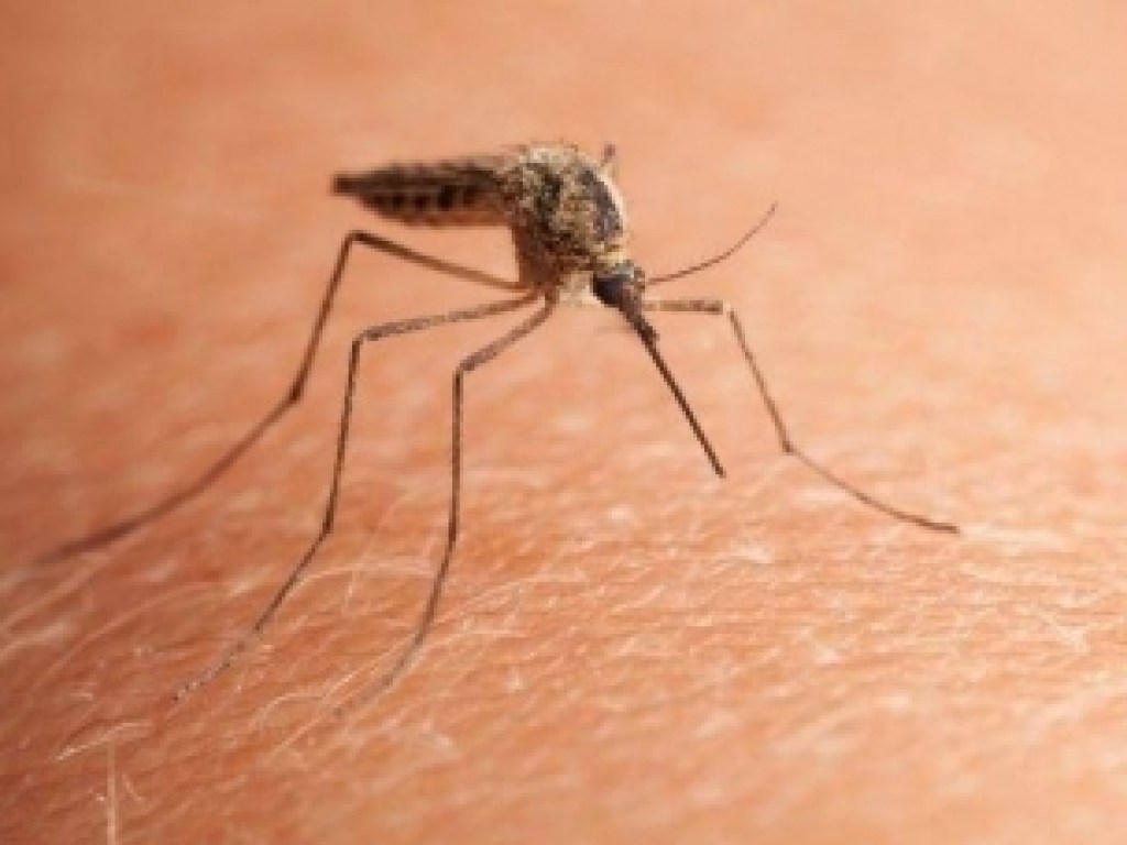Эксперты рассказали, как избавиться от покраснения и зуда после укуса комара