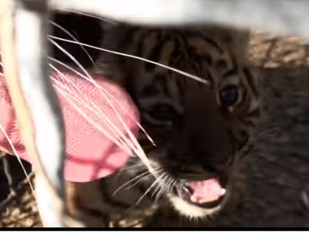 Видео набрало почти 3 миллиона просмотров: мама-тигрица в зоопарке показала своего малыша людям