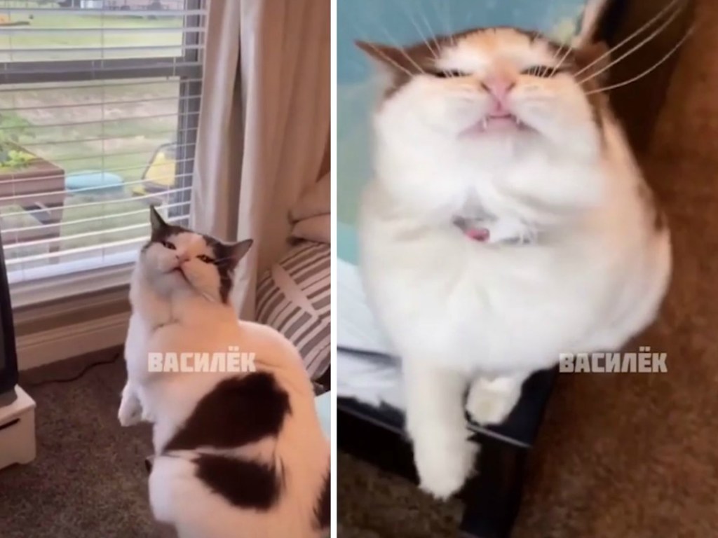 «Мордаха смешная»: кот эгоистично охлаждался под вентилятором (ФОТО, ВИДЕО)
