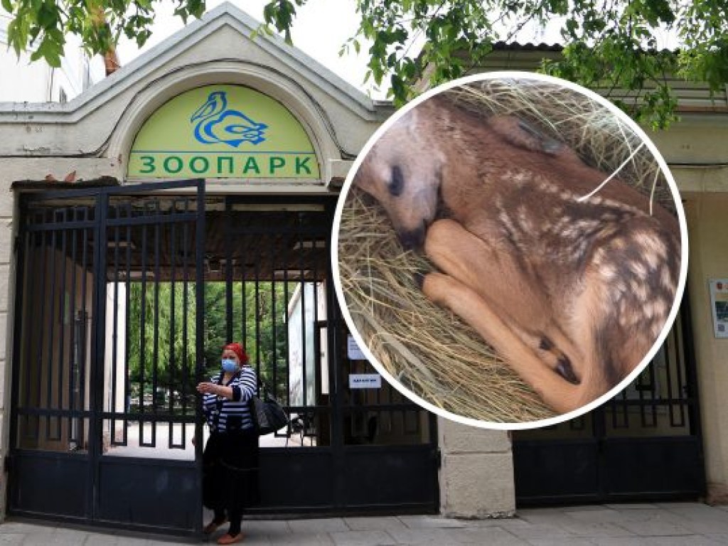 В Одессе посетительница зоопарка вмешалась в роды косули и наделала бед (ФОТО)